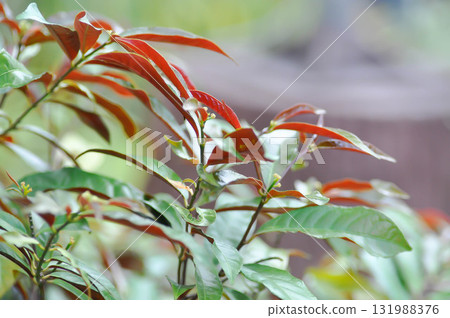 Picara,Excoecaria cochinchinensis Lour or EUPHORBIACEAE or bicolor plant 131988376