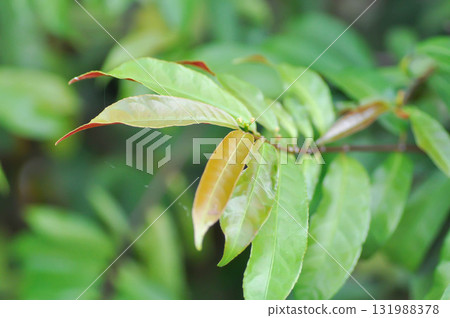 Picara,Excoecaria cochinchinensis Lour or EUPHORBIACEAE or bicolor plant Picara,Excoecaria cochinchinensis Lour or EUPHORBIACEAE or bicolor plant 131988378