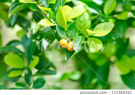 Duranta drdcta, Duranta drdcta L or Goldan dewdrop or Pigeon berry or sky flower or verbenaceae with seed Duranta drdcta, Duranta drdcta L or Goldan dewdrop or Pigeon berry or sky flower or verbenaceae with seed 131988382
