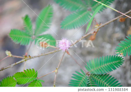 Sensitive plant , Shameplant or Sleeping grass or Mimosa hispidula Kunth or Mimosa pudica L flower Sensitive plant , Shameplant or Sleeping grass or Mimosa hispidula Kunth or Mimosa pudica L flower 131988384