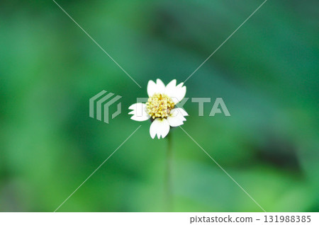 Tridax Daisy, Tridax procumbens or grass flower or weed or Gallant soldier or Shaggy soldier or weed flower Tridax Daisy, Tridax procumbens or grass flower or weed or Gallant soldier or Shaggy soldier or weed flower 131988385