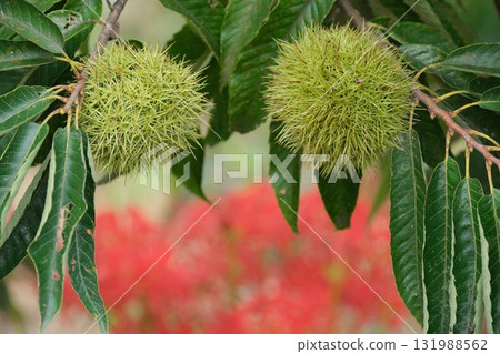 初秋栗子圖片素材 初秋栗子圖片素材 131988562