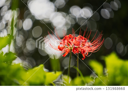 Red spider lilies blooming against a background of fantastic bokeh 131988668