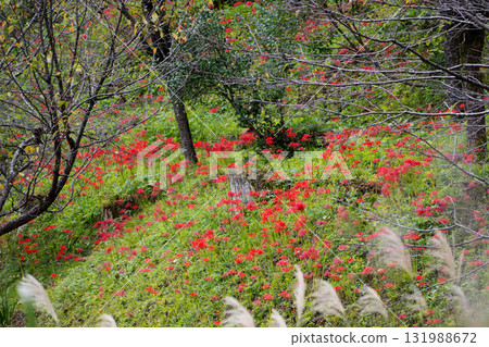 A landscape of red spider lilies and silver grass spreading among the trees A landscape of red spider lilies and silver grass spreading among the trees 131988672