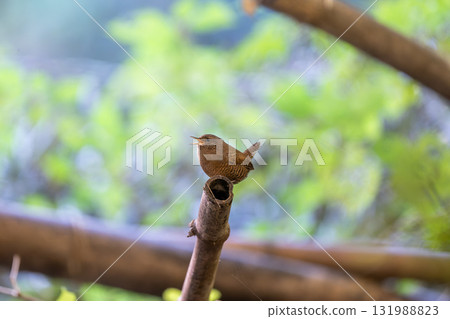 A wren singing on a bamboo A wren singing on a bamboo 131988823