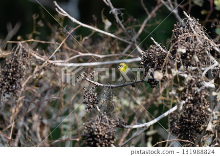 Mejiro to eat tree nuts 131988824