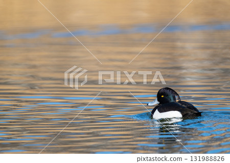 Tufted duck swimming in the pond 131988826