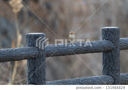 伯勞棲息在柵欄上 伯勞棲息在柵欄上 131988829