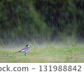 大雨中的白鶺鴒 131988842