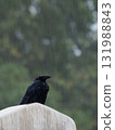一隻食腐烏鴉站在雨中 131988843