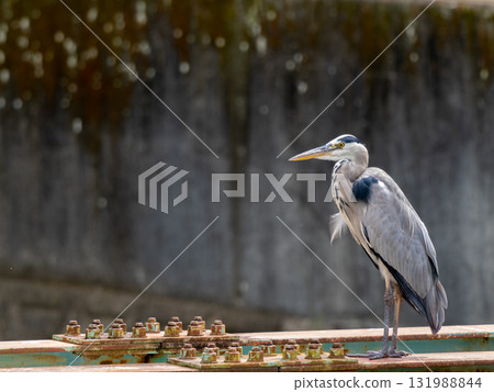 A grey heron perched on a bridge A grey heron perched on a bridge 131988844