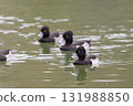 三隻鳳頭鴨 131988850