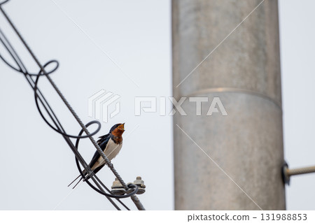 燕子歌唱 131988853