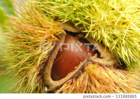 Image of chestnuts cracking from the inside 131988865