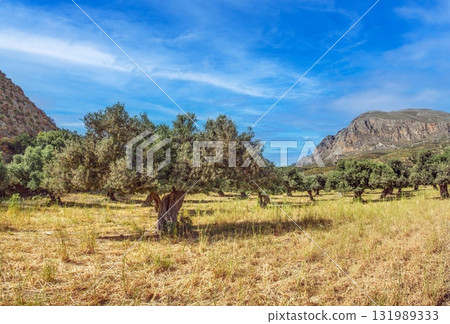 Olive grove and mountain landscape in Crete Greece 131989333