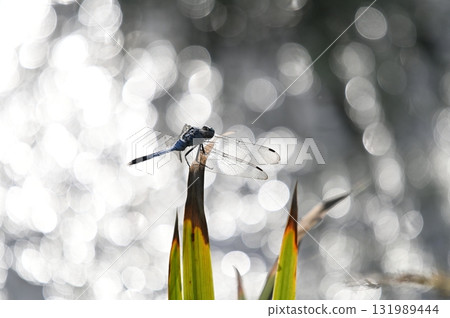 Shiokaratombo Shiokaratombo 131989444