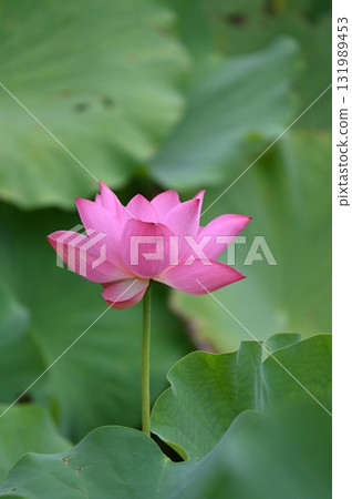 Landscape with lotus flowers 131989453