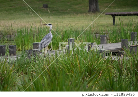 灰鷺在公園休息 131989456