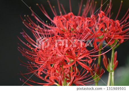 黑色背景中的紅色簇孤挺花 黑色背景中的紅色簇孤挺花 131989501
