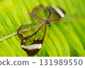 Close-up macro of a glasswing butterfly Greta oto resting on a green leaf. The image shows the 131989550