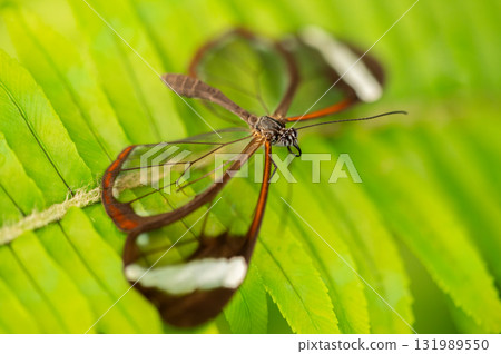 Close-up macro of a glasswing butterfly Greta oto resting on a green leaf. The image shows the Close-up macro of a glasswing butterfly Greta oto resting on a green leaf. The image shows the 131989550