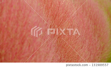 Close-up of kochia leaves that have begun to turn red 131989557