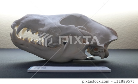 Carnivore skull 131989575