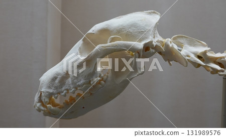 Carnivore skull Carnivore skull 131989576