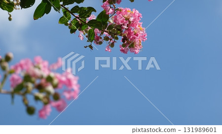 Blue sky and crape myrtle flowers Blue sky and crape myrtle flowers 131989601