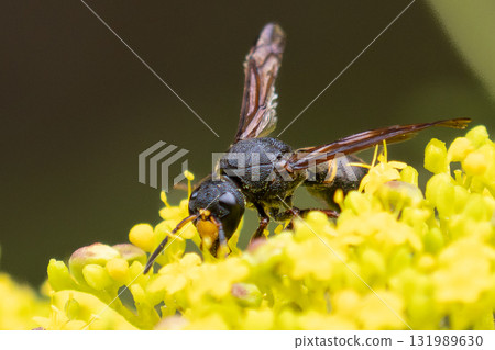 大岡buff罷工 131989630