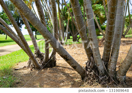 A resort golf course with vibrant park-like grass and palm trees under a refreshing tropical blue sky (Miyakojima City, Okinawa Prefecture) 131989648