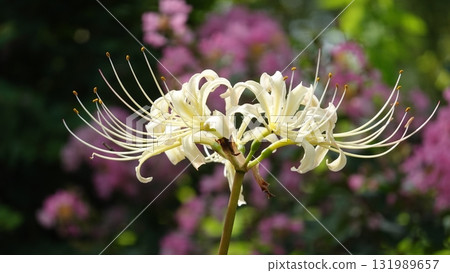 Beautiful red spider lilies Beautiful red spider lilies 131989657