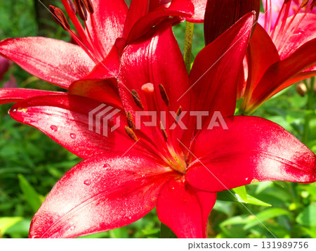 紅百合花 131989756