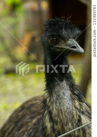 Emu eye in a close-up view Emu eye in a close-up view 131989761