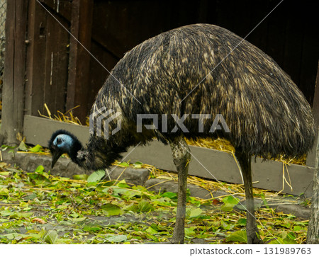 Emu side view searching for food Emu side view searching for food 131989763