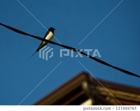 Swallow perching on electric cable Swallow perching on electric cable 131989765