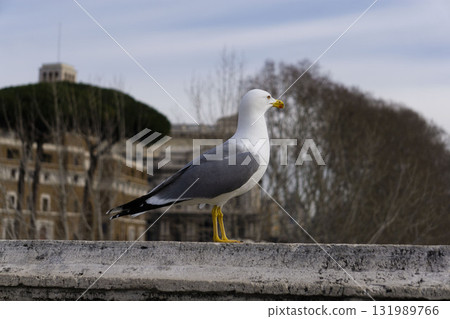 Seagull perching on the bridge wall 131989766