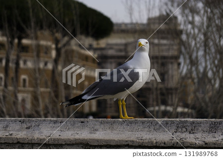 Seagull perching on the bridge wall Seagull perching on the bridge wall 131989768