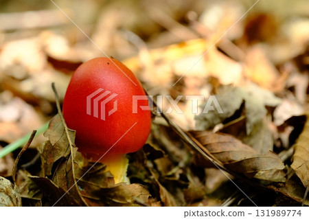 Egg mushrooms at Rurikei Natural Park Egg mushrooms at Rurikei Natural Park 131989774