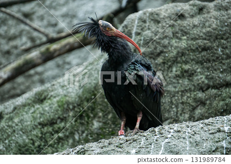 Ibis perching on a rock Ibis perching on a rock 131989784