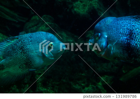 Fish couple looking at each other Fish couple looking at each other 131989786