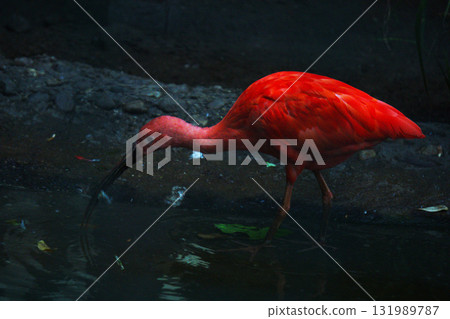 A Red Flamingo drinking water A Red Flamingo drinking water 131989787