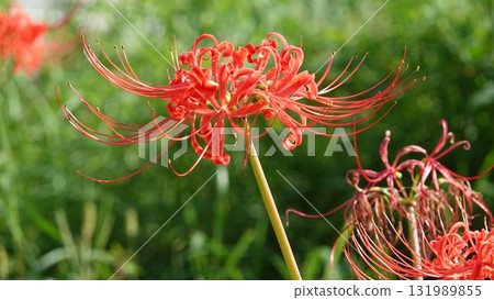 Beautiful red spider lilies 131989855