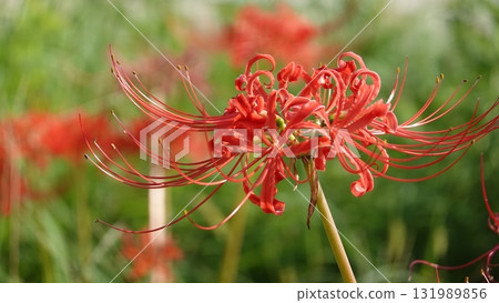 Beautiful red spider lilies Beautiful red spider lilies 131989856