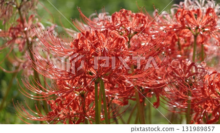 Beautiful red spider lilies 131989857