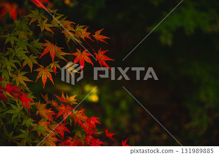 Vivid autumn leaves in the dark Vivid autumn leaves in the dark 131989885