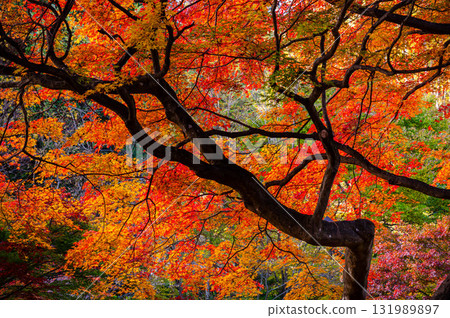 Vivid autumn leaves at Hayade Park 131989897