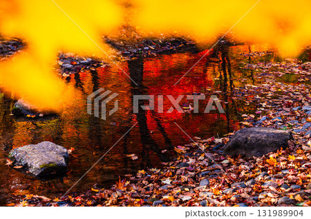 Yellow leaves and maple leaves reflected on the water surface at Hayade Park 131989904