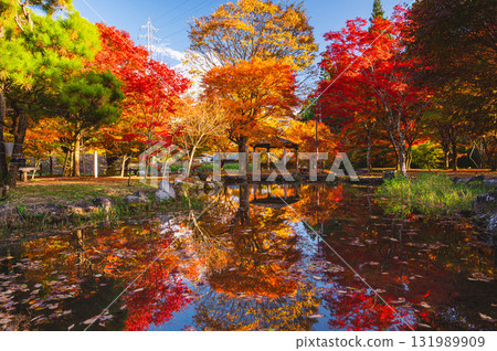 Vivid autumn leaves in late autumn at Hayade Park Vivid autumn leaves in late autumn at Hayade Park 131989909