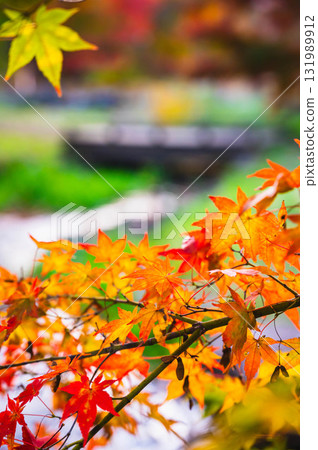 Hayade Park in late autumn, Okaya City Hayade Park in late autumn, Okaya City 131989912